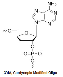 Bio-Synthesis Inc. Oligo Structure